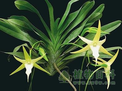 神奇的大彗星风兰