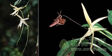 神奇的大彗星风兰