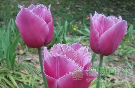 蓝英雄（饰边型）