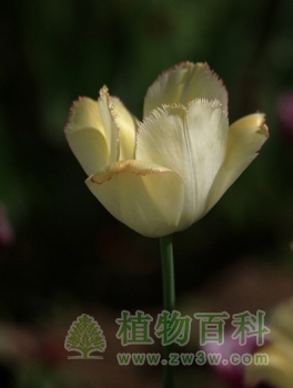 饰边优雅(饰边型)