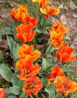 天资，单瓣早花型