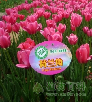 荷兰角，单瓣晚花型