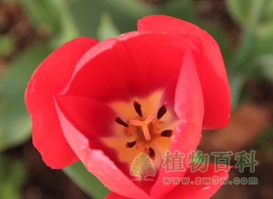 范伊克，达尔文杂交型