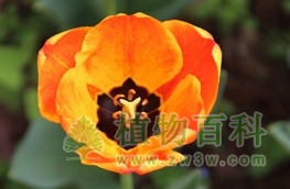 阿波罗精华，达尔文杂交型