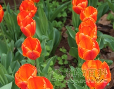 牛津精华，达尔文杂交型