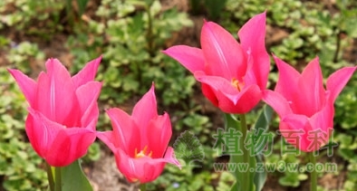 玛丽特，百合花型
