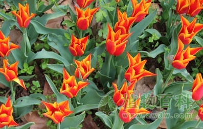 皇家构想，百合花型