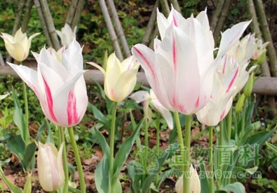 玛里琳，香百合花型