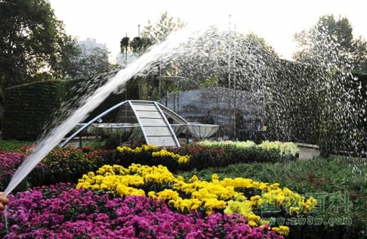 菊花养护锦囊之浇水