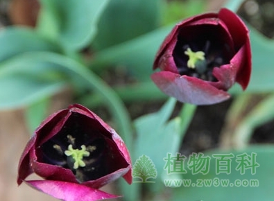 罗纳尔多（凯旋型）