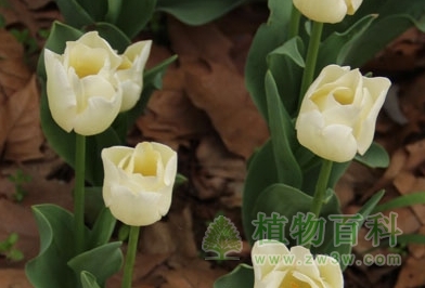 干杯（凯旋型）