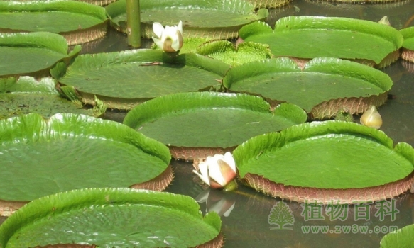 水上花王--王莲