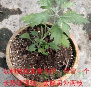 菊花养护