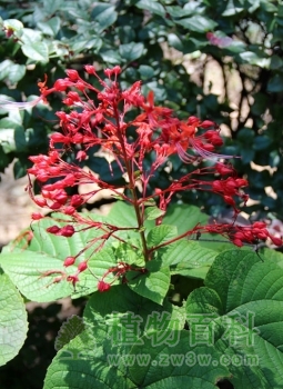 花红如火的赪桐