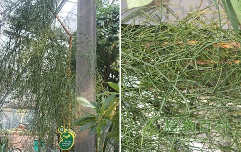 不长叶子的光棍树