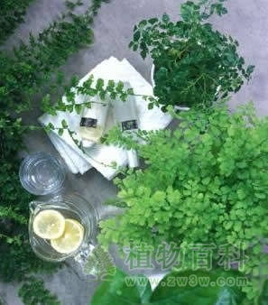 浴室与植物完美搭配