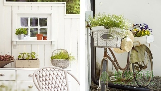 绿植居家设计走红消费市场