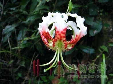 安徽大学培育出植物新品种