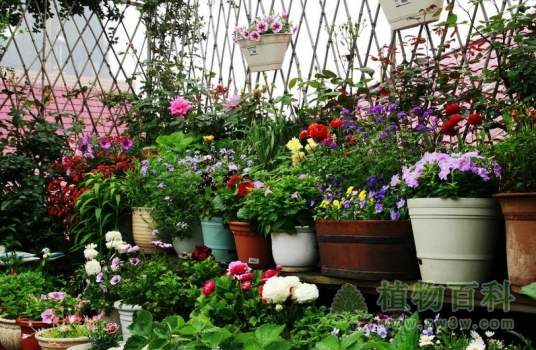 冬季养花的管理技巧