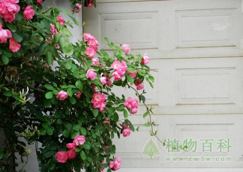 月季的四季观赏与园林用途