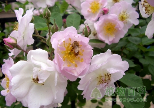 月季的四季观赏与园林用途