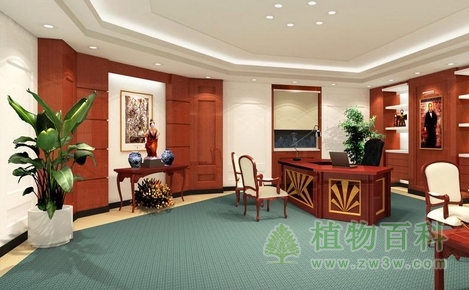 摆放植物要少而精