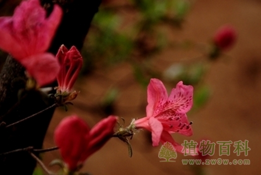 杜鹃花反季节绽放