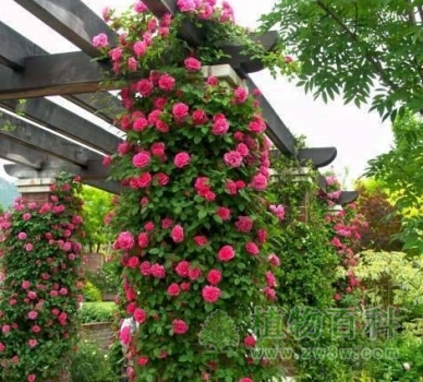 绿化建设中攀缘植物