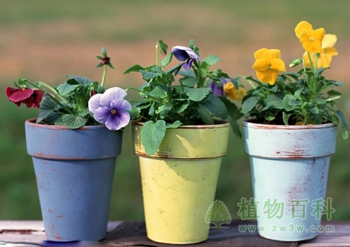 室内长期养花会影响健康吗