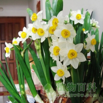 水仙花