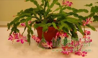 家庭租摆尚难实现