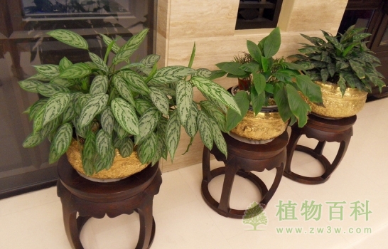 春节前后租摆旺