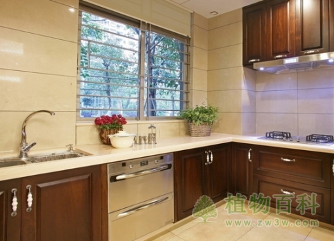 巧用花卉做点缀厨房