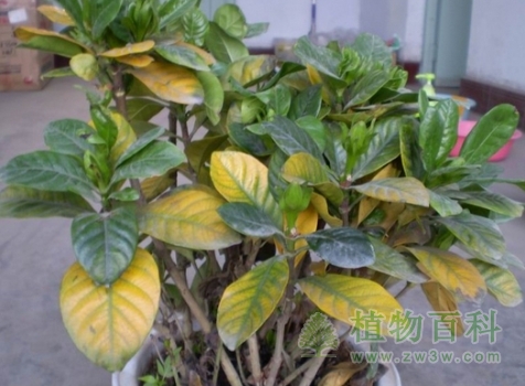 盆花发黄发焦如何防治