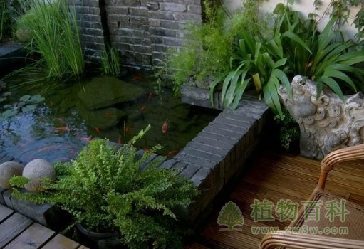 巧妙摆放花草改变家居环境