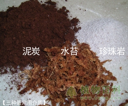 食虫植物如何种植常识