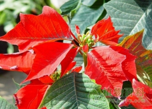 圣诞花