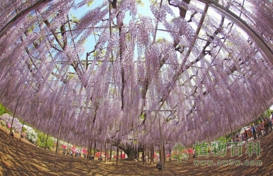 现实版阿凡达灵魂树