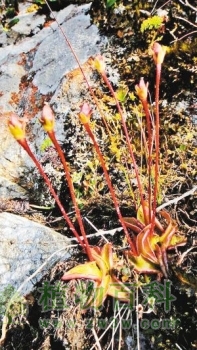 陕西秦岭惊现食肉植物