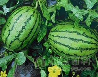 西瓜