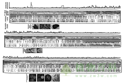 西瓜基因组序列图谱
