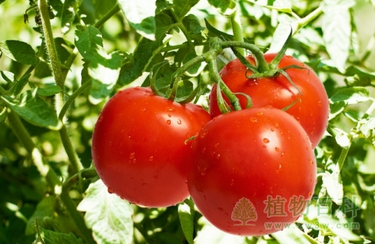 那些不为人知的食肉植物