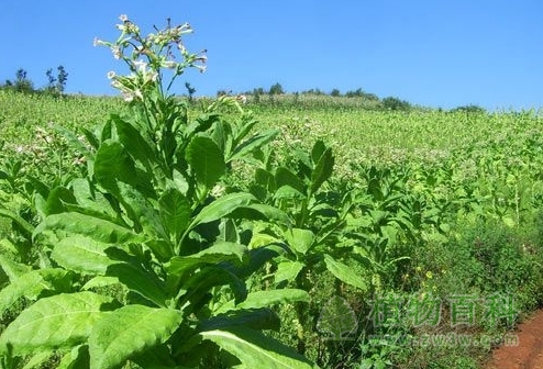 那些不为人知的食肉植物