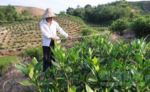种植户在黄栀子林地里除草