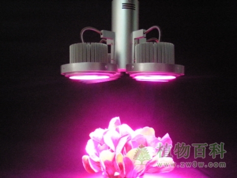 植物的茎与光照的关系