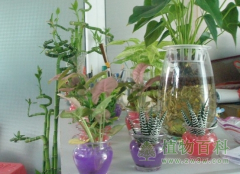 室内养花趋利避害