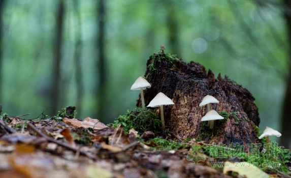 真菌是植物还是动物