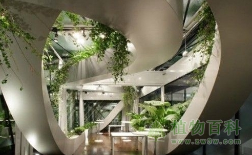 室内绿饰之植物配置的平衡