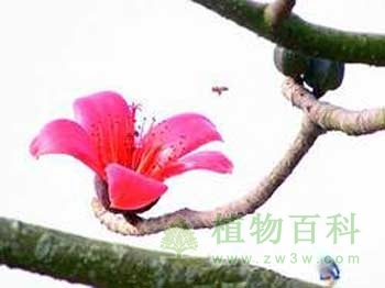 植物的七情六欲