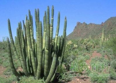 千姿百态的巨人柱